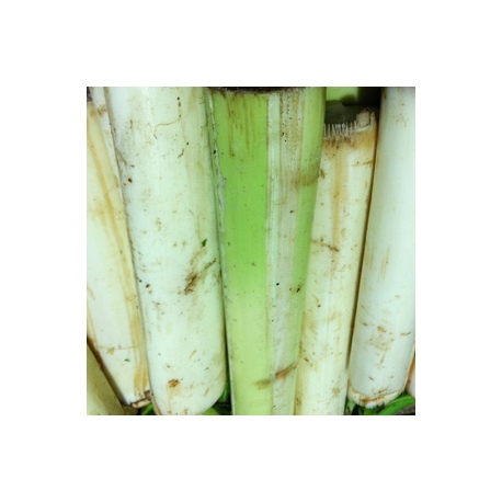 Banana tender Stem 1 Pcs