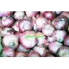 Onion India 1 Bag